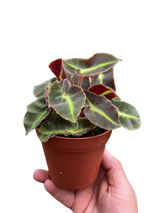 Begonia 'Striped'
