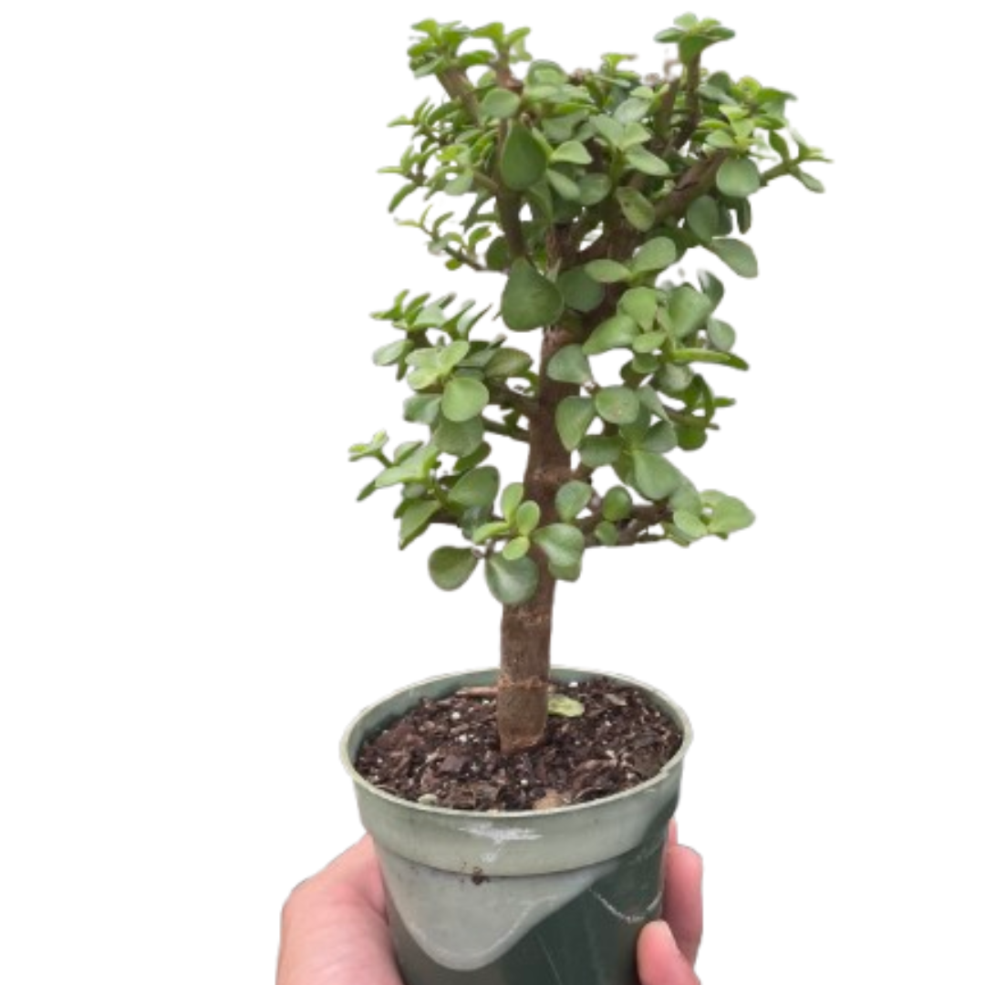 mini jade plants Bonsai Jade Dwarf Green