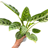 Calathea Leopardina