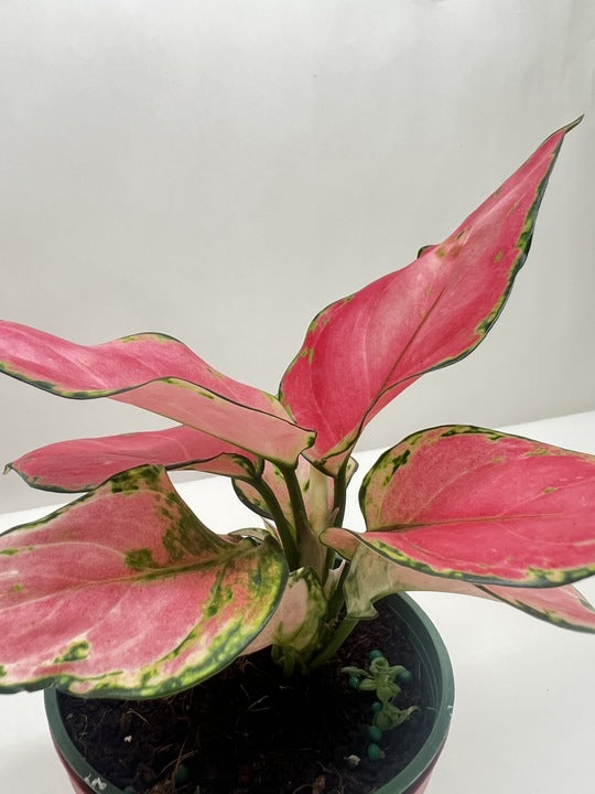 aglaonema roxy pink Chinese Evergreen 'Rich Red' – PlantsandTrees.com