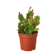Cacti
