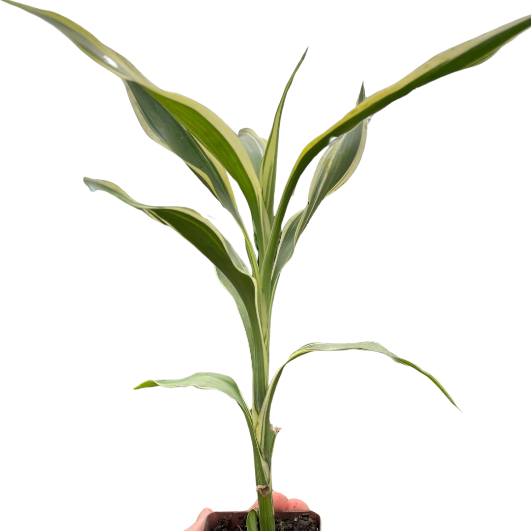 sanders dracaena Dracaena 'Sanderiana'