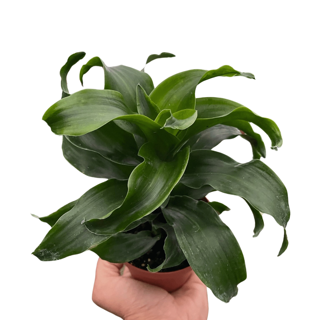 Dracaena 'Twister' – PlantsandTrees.com
