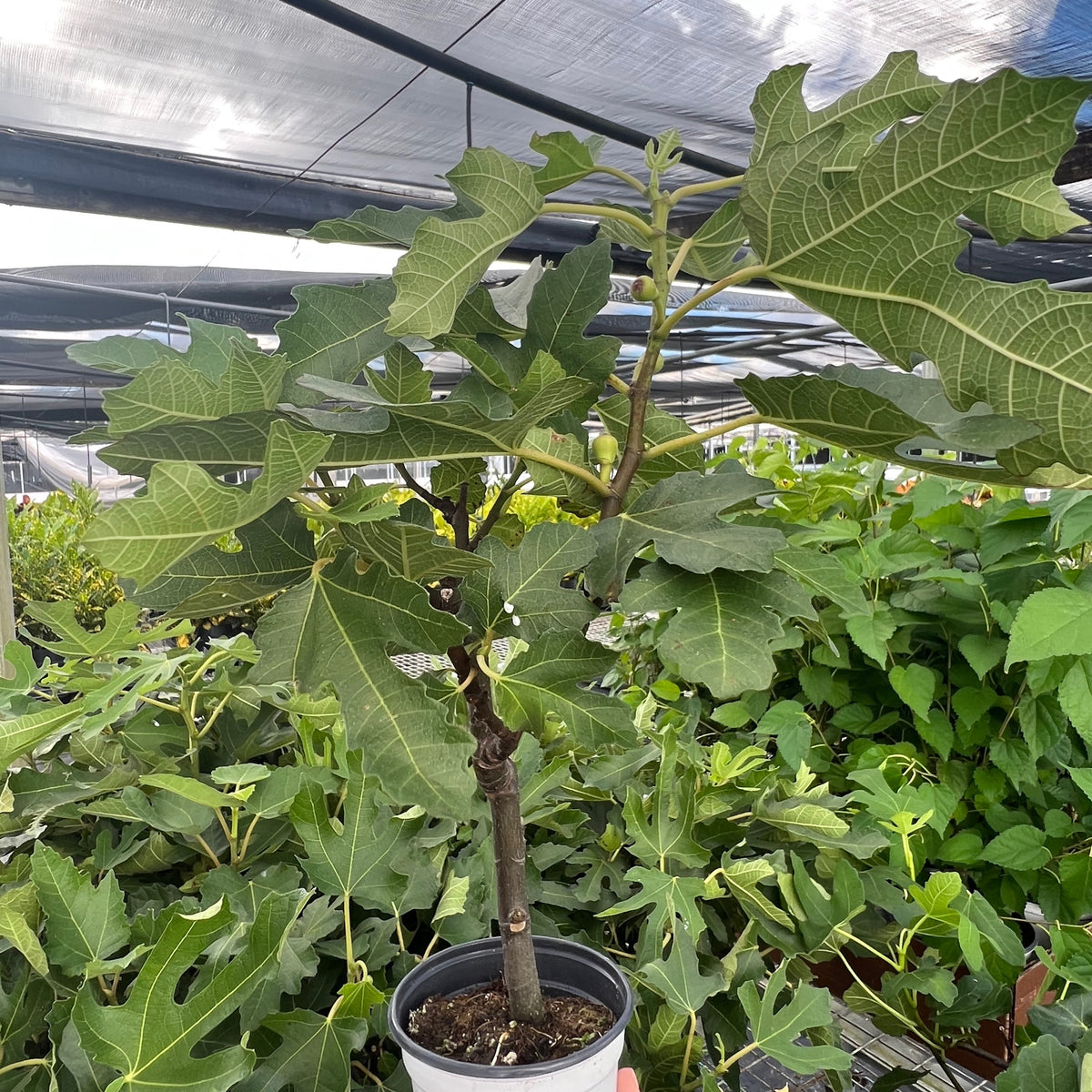 Fig 4 ED Fig – PlantsandTrees.com