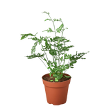 Fern 'Silver Lace'