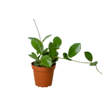 Hoya 'Australis'