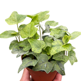 Ivy Tropical Blizzard