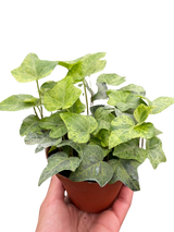 Ivy Tropical Blizzard