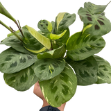 Maranta Variegated 'Beauty Kim'