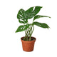 Monstera