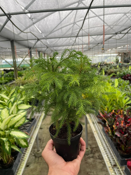 Intaran Tree Indoor Trees – PlantsandTrees.com