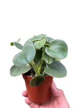 Peperomia 'Felted'