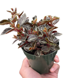 Peperomia 'Metallica'