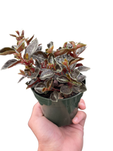 Peperomia 'Metallica'