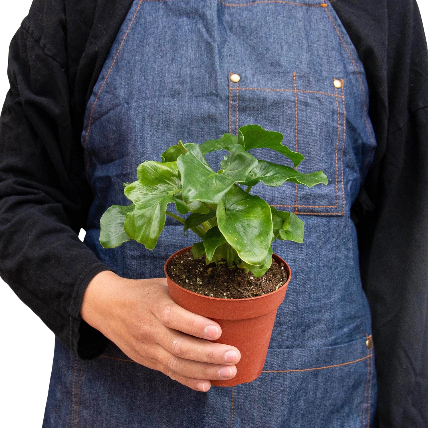 philodendron little atom Philodendron 'Atom' – PlantsandTrees.com