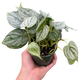 Philodendrons