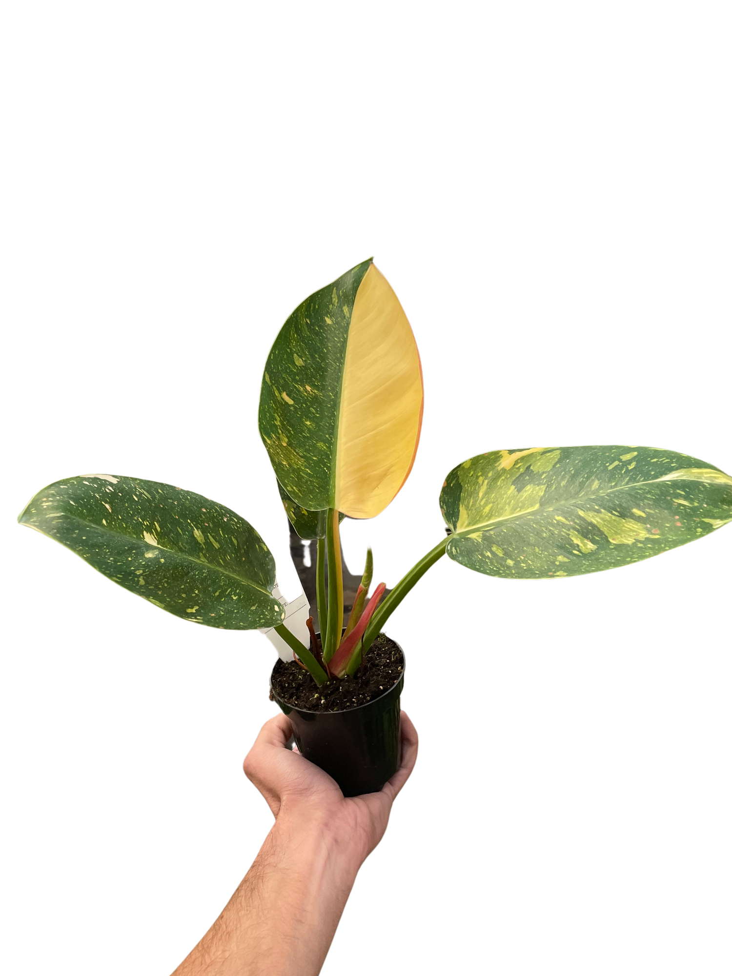 philodendron green congo verigated Philodendron 'Congo Green Variegated' – PlantsandTrees.com
