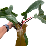 Philodendron 'Florida Bronze'