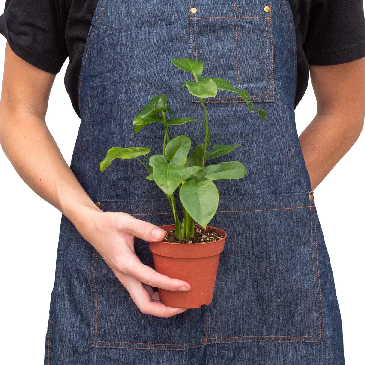 philodendron goeldii height Philodendron 'Goeldii' – PlantsandTrees.com