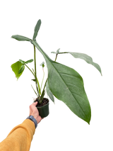 Philodendron 'Joepii'