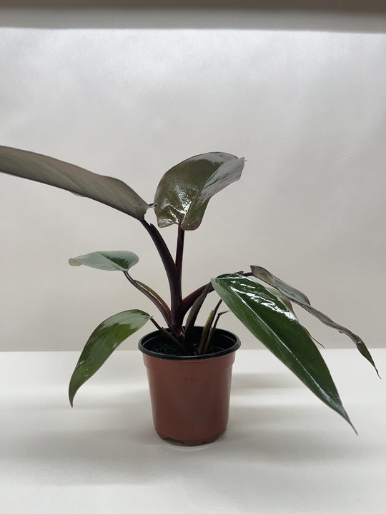 Philodendron Majesty - 4" Pot