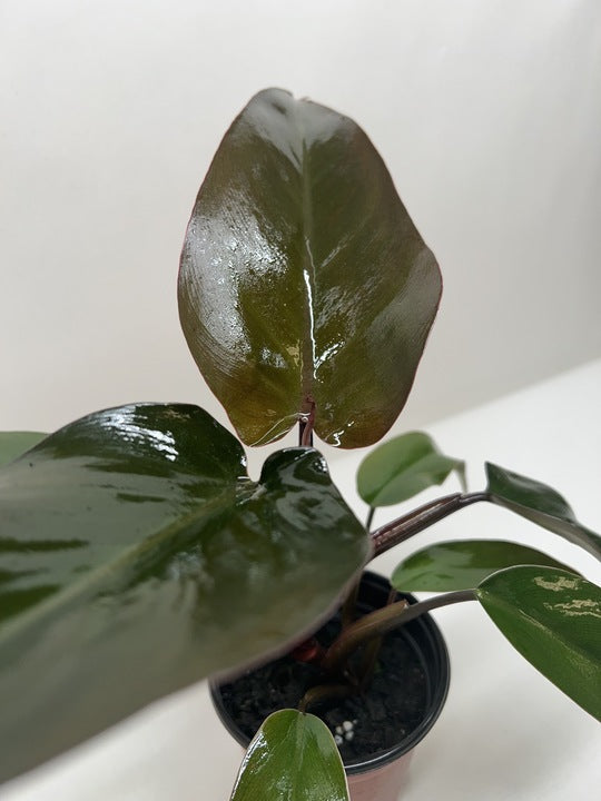 majesty philodendron Philodendron Majesty – PlantsandTrees.com