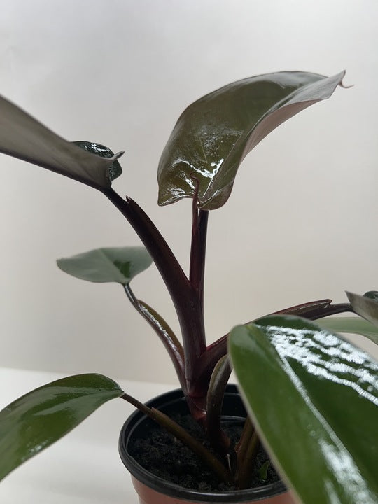 philodendron majesty price Philodendron Majesty – PlantsandTrees.com