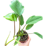 Philodendron Mayoi