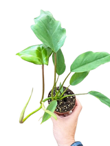 Philodendron Mayoi