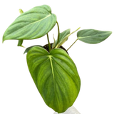 Philodendron 'Mcdowell'