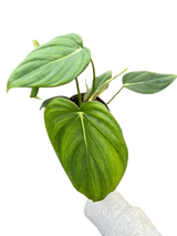 Philodendron 'Mcdowell'