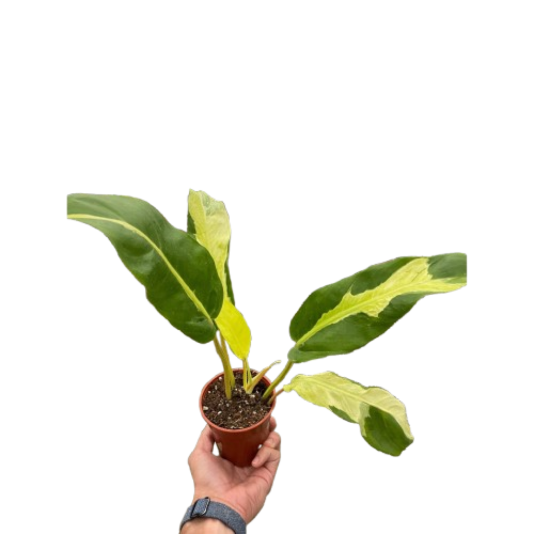 is philodendron thai sunrise rare Philodendron 'Thai Sunrise'
