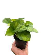 Pothos 'Global Green'