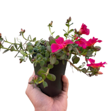 Purslane