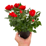 Mini Rose Bush