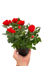 Mini Rose Bush
