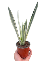 bantel's sensation snake plant latin name Sansevieria Trifasciata Plant