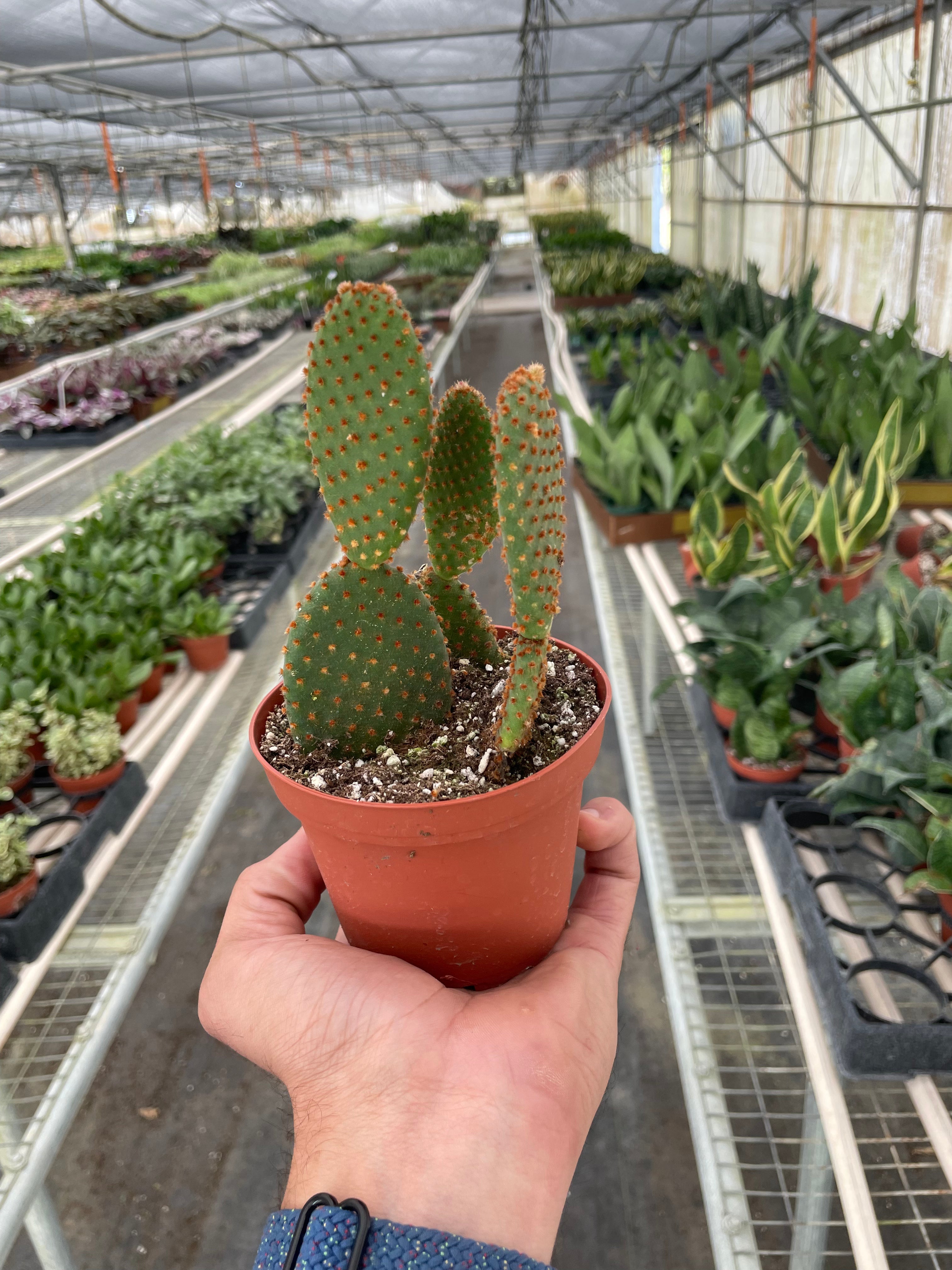 Cacti – PlantsandTrees.com