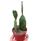 Succulent Prickly Pear Cactus