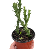 Starfish Cactus (Stapelia orbea variegata)