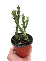 Starfish Cactus (Stapelia orbea variegata)