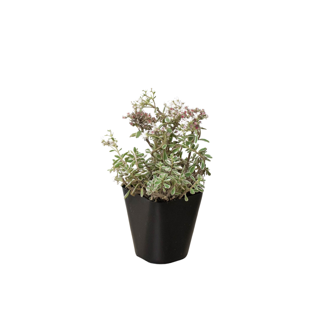Sedum Tricolor