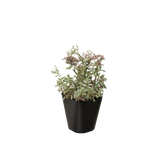 Sedum Tricolor