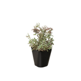 Sedum Tricolor