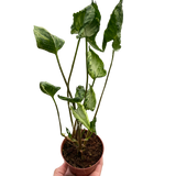 Syngonium 'Godzilla'