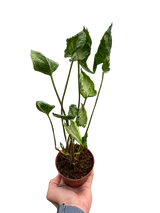Syngonium 'Godzilla'