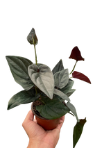 Syngonium 'Red Arrow'