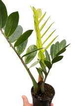 Zamioculcas 'Chameleon'