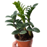Zamioculcas zamiifolia 'Zenzi'