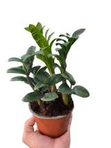 Zamioculcas zamiifolia 'Zenzi'